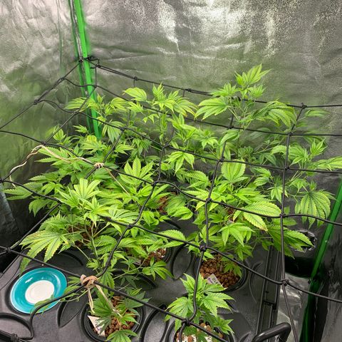 Black Raspberry growlog photo: Start 3.Blütewoche
