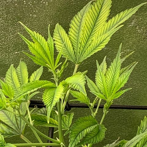 Black Raspberry growlog photo: Start 3.Blütewoche