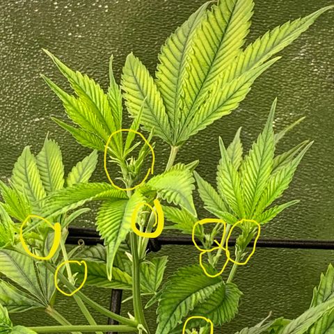 Black Raspberry growlog photo: ⭐️ Start of Buds ⭐️
