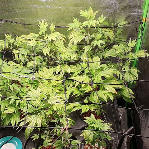 Black Raspberry growlog timeline photo