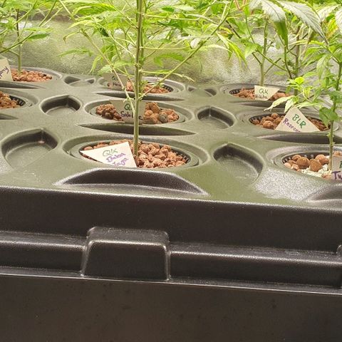 Black Raspberry growlog timeline photo