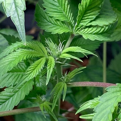 Black Raspberry growlog photo: Ende 3.Blütewoche (Knospenbildung)