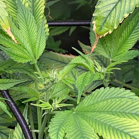 Black Raspberry growlog photo: Ende 3.Blütewoche (Knospenbildung)