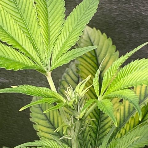 Black Raspberry growlog photo: Ende 3.Blütewoche (Knospenbildung)