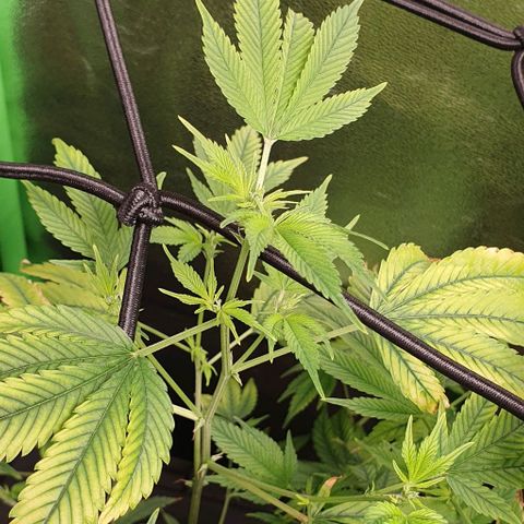 Black Raspberry growlog timeline photo
