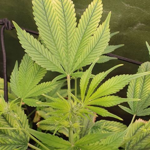 Black Raspberry growlog timeline photo