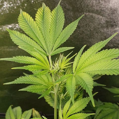 Black Raspberry growlog timeline photo