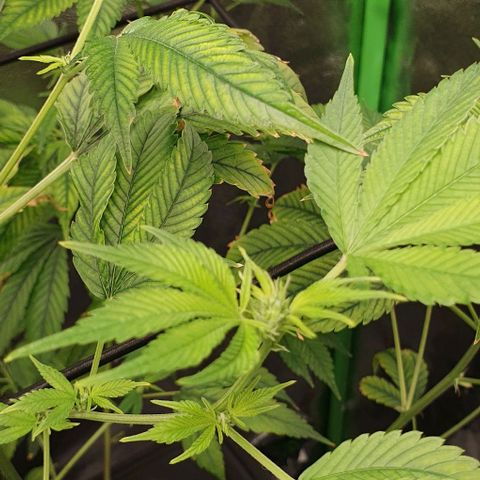 Black Raspberry growlog timeline photo