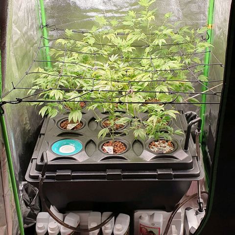 Black Raspberry growlog timeline photo