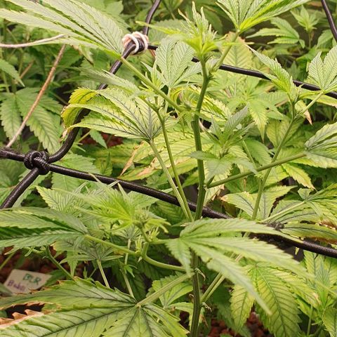 Black Raspberry growlog timeline photo