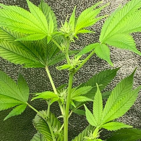 Black Raspberry growlog photo: I can see Buds Buds Buds grow