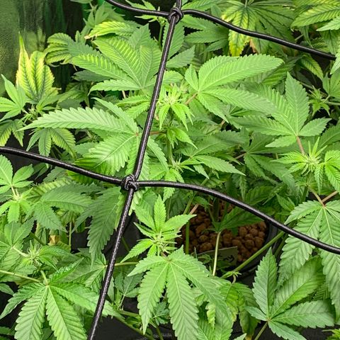 Black Raspberry growlog photo: I can see Buds Buds Buds grow