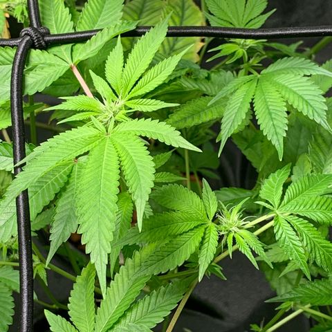 Black Raspberry growlog photo: I can see Buds Buds Buds grow