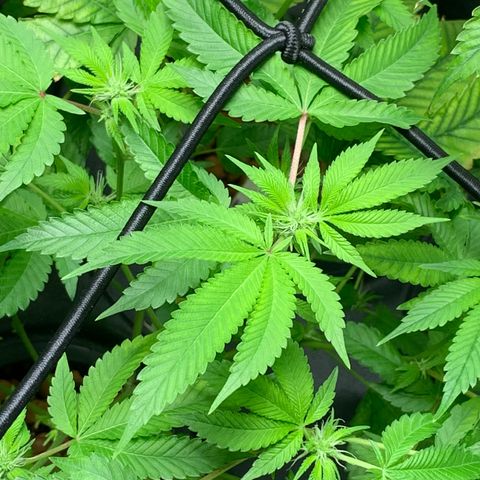 Black Raspberry growlog photo: I can see Buds Buds Buds grow