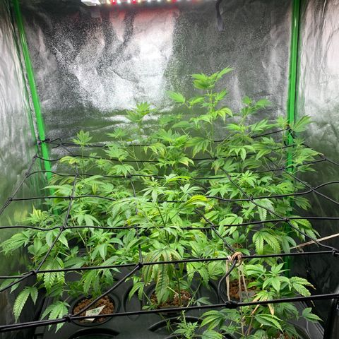 Black Raspberry growlog photo: I can see Buds Buds Buds grow