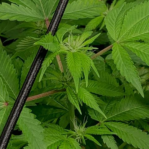 Black Raspberry growlog photo: I can see Buds Buds Buds grow