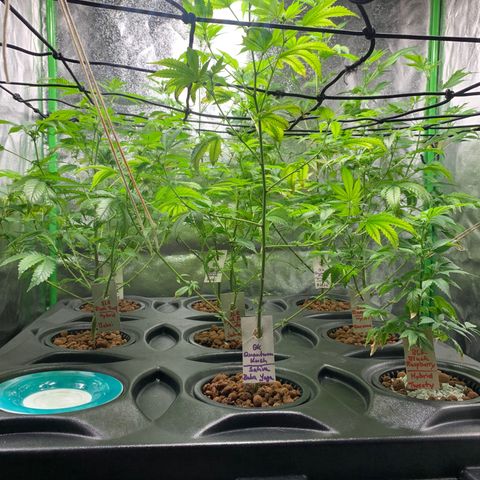Black Raspberry growlog photo: Neue Schilder für die Ladys