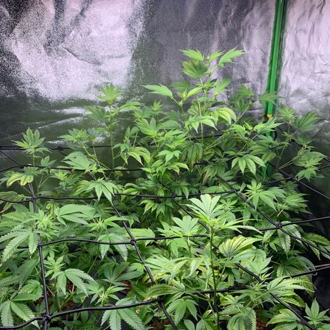 Black Raspberry growlog timeline photo