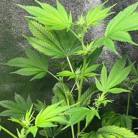 Black Raspberry growlog timeline photo