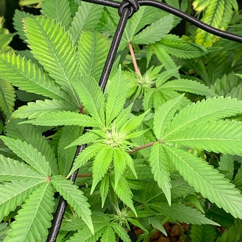 Black Raspberry growlog timeline photo