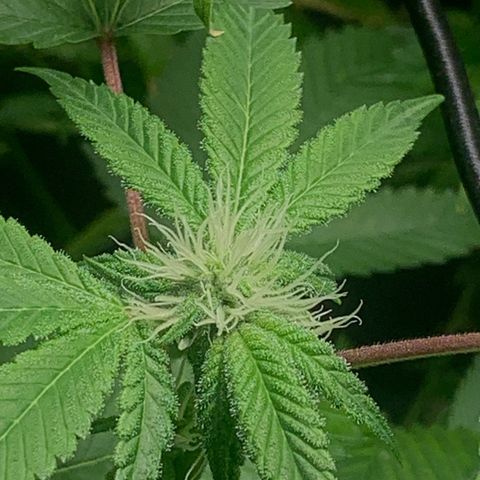 Black Raspberry growlog timeline photo