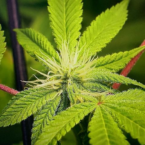 Black Raspberry growlog timeline photo