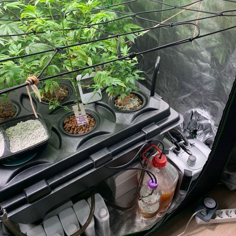 Black Raspberry growlog photo: CO2 Begasung 