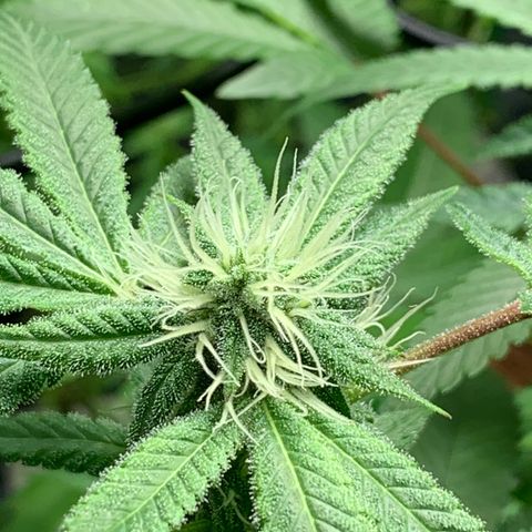 Black Raspberry growlog photo: Ende 4.BW Schwazzing