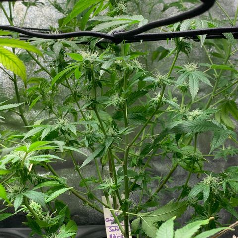 Black Raspberry growlog photo: Ende 4.BW Schwazzing