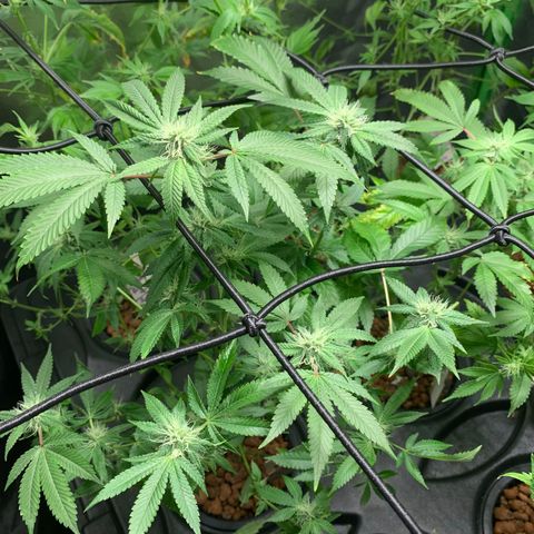 Black Raspberry growlog photo: Ende 4.BW Schwazzing