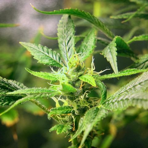Black Raspberry growlog timeline photo