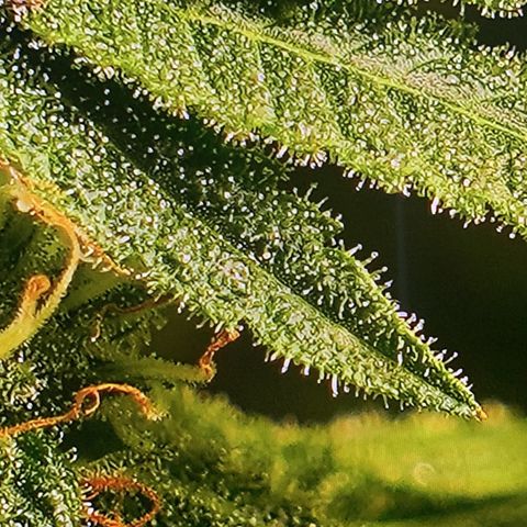 Black Raspberry growlog timeline photo