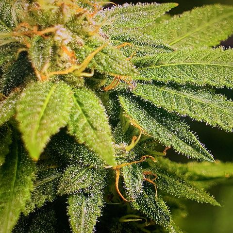 Black Raspberry growlog timeline photo