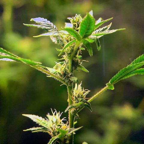 Black Raspberry growlog timeline photo