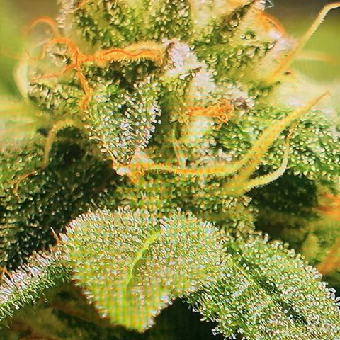 Black Raspberry growlog timeline photo