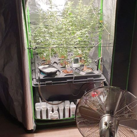 Black Raspberry growlog timeline photo