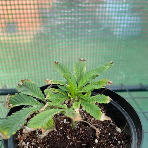 Zombie Death Fuck growlog timeline photo