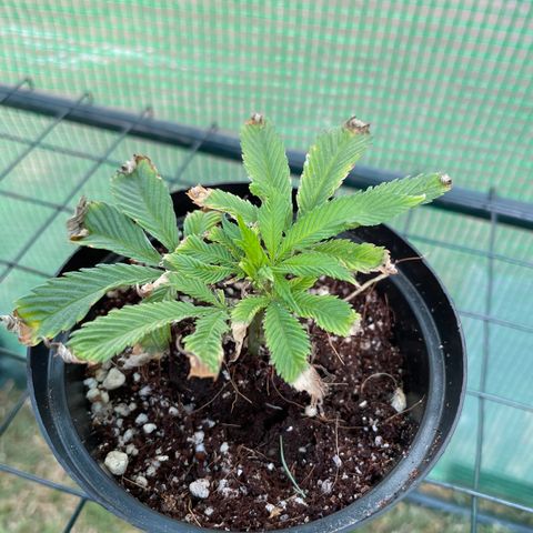 Zombie Death Fuck growlog timeline photo