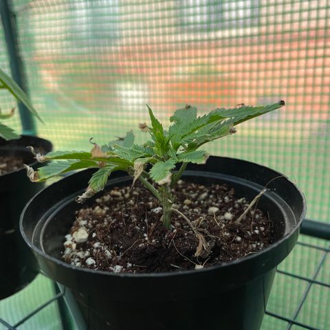 Zombie Death Fuck growlog timeline photo