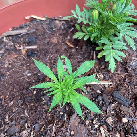 Zombie Death Fuck growlog timeline photo