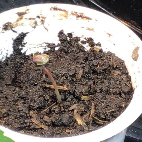 Tropicanna cookies #1 #1 growlog timeline photo