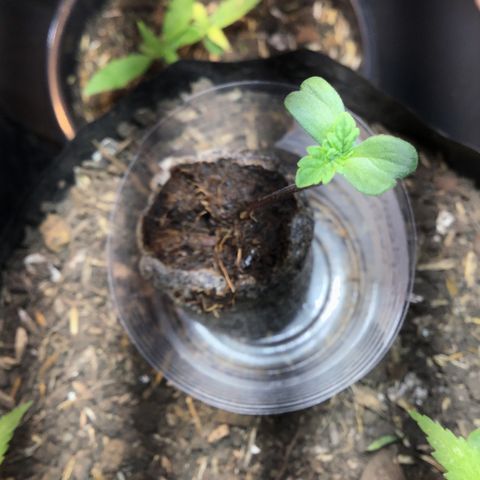 Tropicanna cookies #1 #1 growlog timeline photo