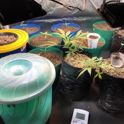 Tropicanna cookies #1 #1 growlog timeline photo