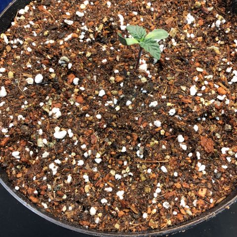 Tropicanna cookies #1 #1 growlog timeline photo