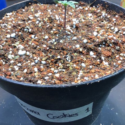 Tropicanna cookies #1 #1 growlog timeline photo