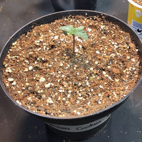 Tropicanna cookies #1 #1 growlog timeline photo