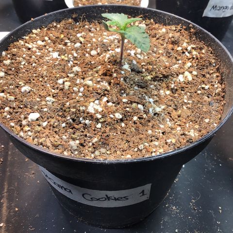 Tropicanna cookies #1 #1 growlog timeline photo