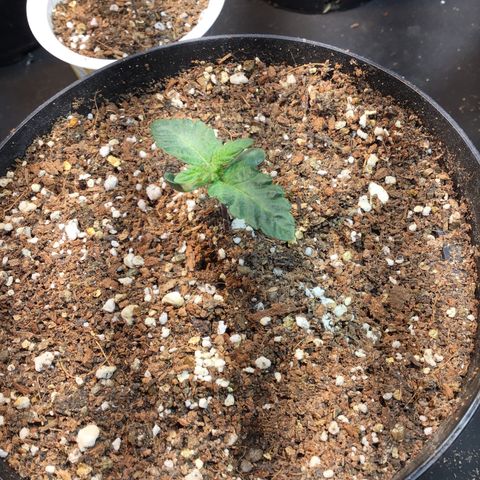 Tropicanna cookies #1 #1 growlog timeline photo