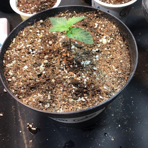 Tropicanna cookies #1 #1 growlog timeline photo
