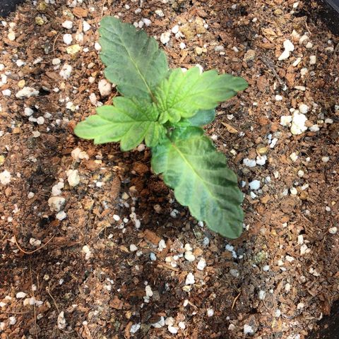 Tropicanna cookies #1 #1 growlog timeline photo